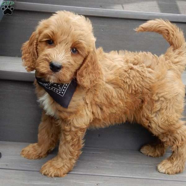 Mack (medium), Goldendoodle Puppy